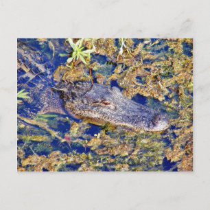 Zwemmen van Gatoruitlijners Briefkaart