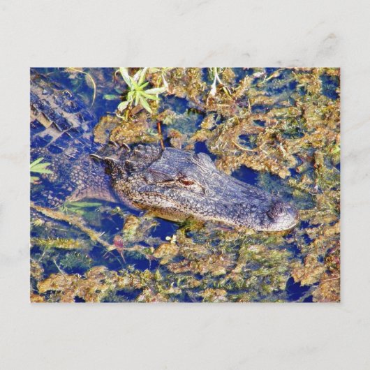 Zwemmen van Gatoruitlijners Briefkaart (Voorkant)