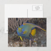 Zwemmen van koningin Angelfish (Holacanthus ciliar Briefkaart (Voorkant / Achterkant)