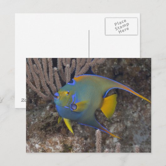 Zwemmen van koningin Angelfish (Holacanthus ciliar Briefkaart (Voorkant / Achterkant)