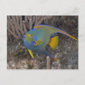 Zwemmen van koningin Angelfish (Holacanthus ciliar Briefkaart (Voorkant)