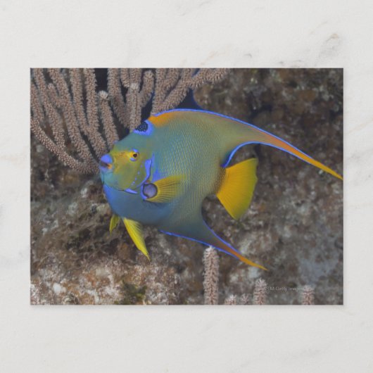 Zwemmen van koningin Angelfish (Holacanthus ciliar Briefkaart (Voorkant)