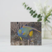 Zwemmen van koningin Angelfish (Holacanthus ciliar Briefkaart (Staand voorkant)