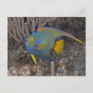 Zwemmen van koningin Angelfish (Holacanthus ciliar Briefkaart