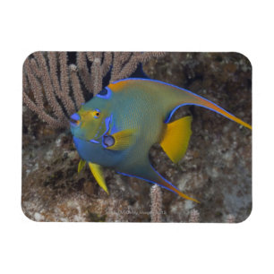 Zwemmen van koningin Angelfish (Holacanthus ciliar Magneet