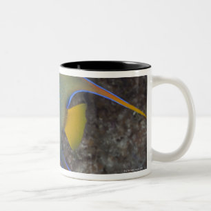 Zwemmen van koningin Angelfish (Holacanthus ciliar Tweekleurige Koffiemok