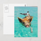 Zwemmen van varkens in water briefkaart (Voorkant / Achterkant)