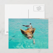 Zwemmen van varkens in water briefkaart (Voorkant / Achterkant)