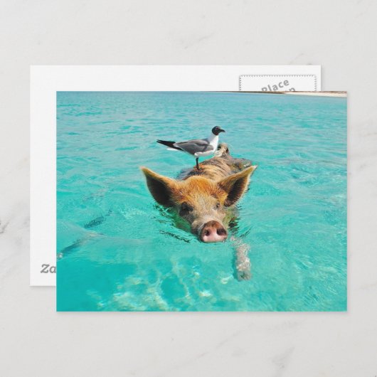 Zwemmen van varkens in water briefkaart (Voorkant / Achterkant)