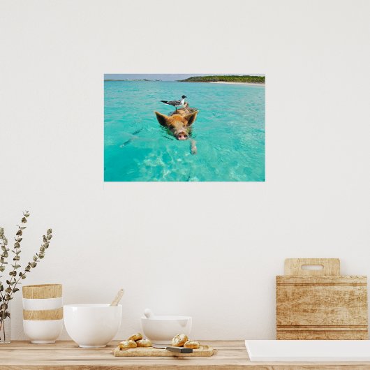 Zwemmen van varkens in water poster (Keuken)