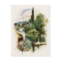 Zwemmen zwemmen op een hond