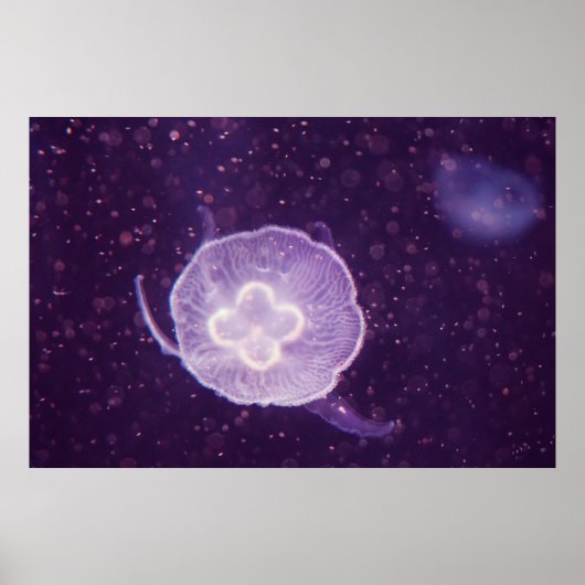Zwemmende kwal poster (Voorkant)