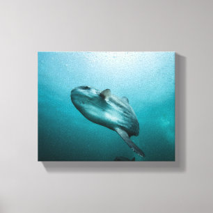 Zwemmende zonnevis canvas afdruk