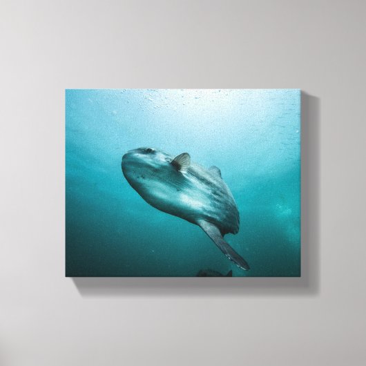 Zwemmende zonnevis canvas afdruk (Voorkant)
