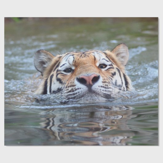 ZwemmenTiger20150901 Cadeaupapier (Vlak)