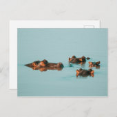 ZWEMMERENDE HIPPOS BRIEFKAART (Voorkant / Achterkant)