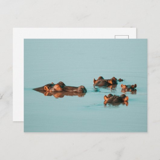 ZWEMMERENDE HIPPOS BRIEFKAART (Voorkant / Achterkant)
