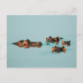 ZWEMMERENDE HIPPOS BRIEFKAART (Voorkant)