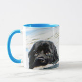 zwemnewfs - mok (Links)