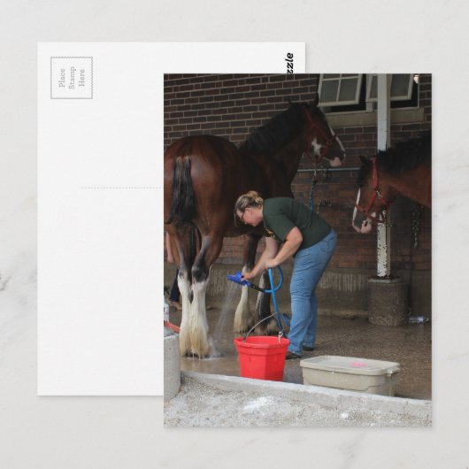 Zwempaarden op de kermis briefkaart (Voorkant / Achterkant)