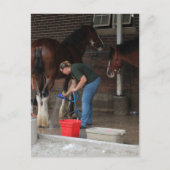 Zwempaarden op de kermis briefkaart (Voorkant)