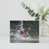 Zwempupppy Splashing Briefkaart (Staand voorkant)