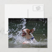 Zwempupppy Splashing Briefkaart (Voorkant / Achterkant)