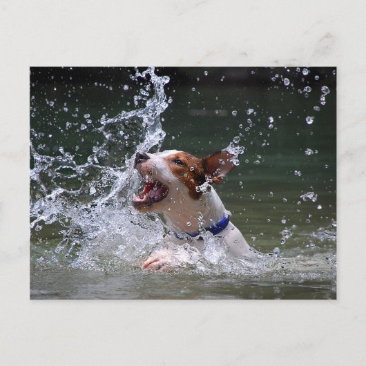 Zwempupppy Splashing Briefkaart (Voorkant)