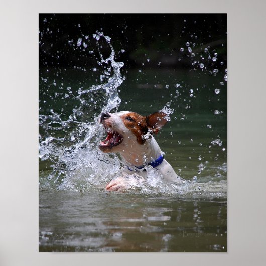 Zwempupppy Splashing Poster (Voorkant)