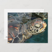 Zwemschildpad Briefkaart (Voorkant / Achterkant)