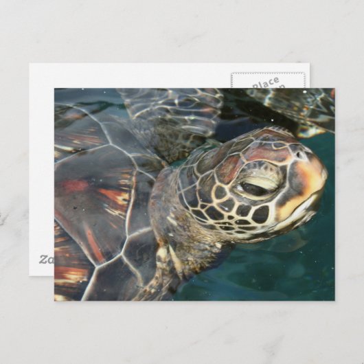 Zwemschildpad Briefkaart (Voorkant / Achterkant)