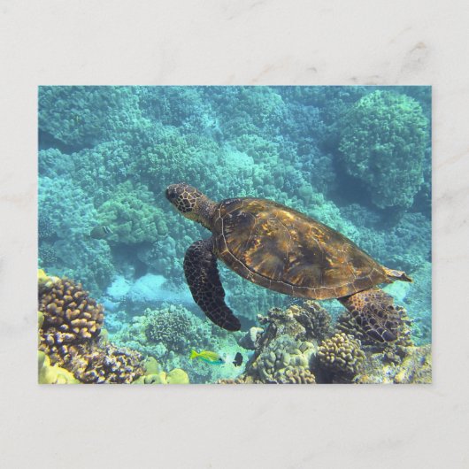 Zwemschildpad in de Blauwe Oceaan Briefkaart (Voorkant)