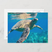 Zwemschildpad Zee Briefkaart (Voorkant / Achterkant)