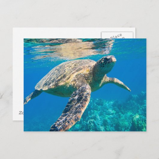 Zwemschildpad Zee Briefkaart (Voorkant / Achterkant)