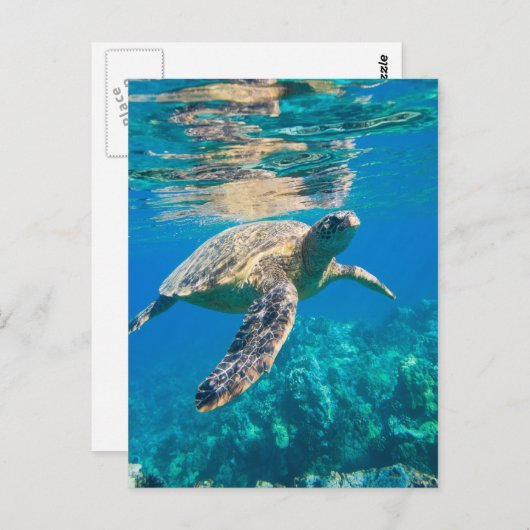 Zwemschildpad Zee Briefkaart (Voorkant / Achterkant)