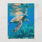 Zwemschildpad Zee Briefkaart (Voorkant)