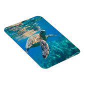Zwemschildpad Zee Magneet (Rechterzijde)