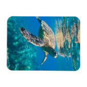 Zwemschildpad Zee Magneet (Horizontaal)