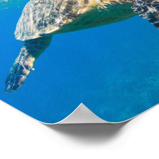 Zwemschildpad Zee Poster (Hoek)