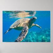 Zwemschildpad Zee Poster (Voorkant)