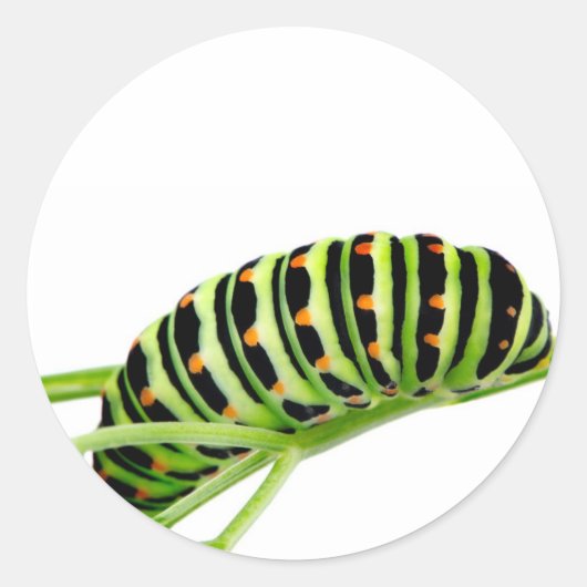 Zwemstaarstaarster Ronde Sticker (Voorkant)