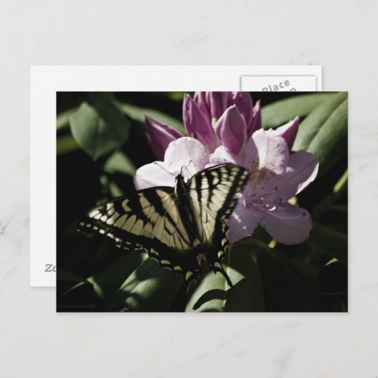 Zwemstaart en Rhododendron Briefkaart (Voorkant / Achterkant)