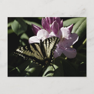 Zwemstaart en Rhododendron Briefkaart