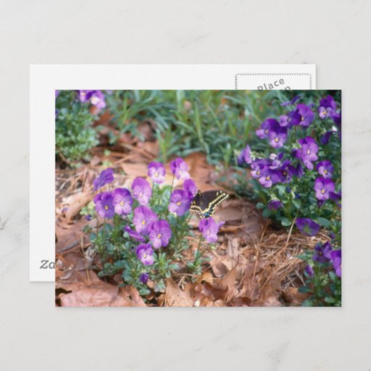 Zwemstaart en Viola Briefkaart (Voorkant / Achterkant)