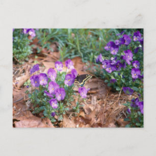 Zwemstaart en Viola Briefkaart