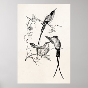 Zwemstaart Hummingvogels Aangepaste vogel Poster