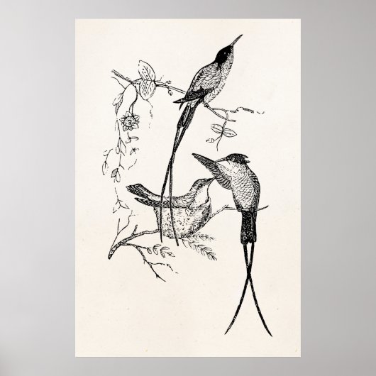 Zwemstaart Hummingvogels Aangepaste vogel Poster (Voorkant)