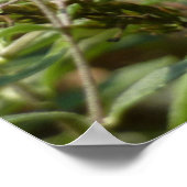 Zwemstaart op de Struik van de vlinder Poster (Hoek)