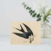 ZwemstaartHawk - Amerikaanse vogels van Audubon Briefkaart (Staand voorkant)