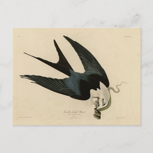 ZwemstaartHawk - Amerikaanse vogels van Audubon Briefkaart (Voorkant)